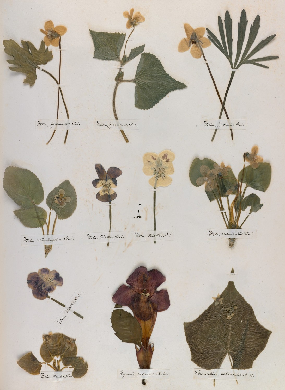 The Emily Dickinson's Herbarium, collections Hughton library - Harvard University