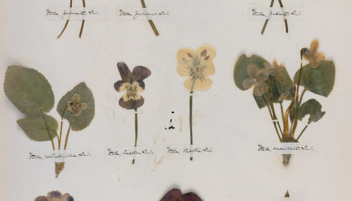 The Emily Dickinson's Herbarium, collections Hughton library - Harvard University